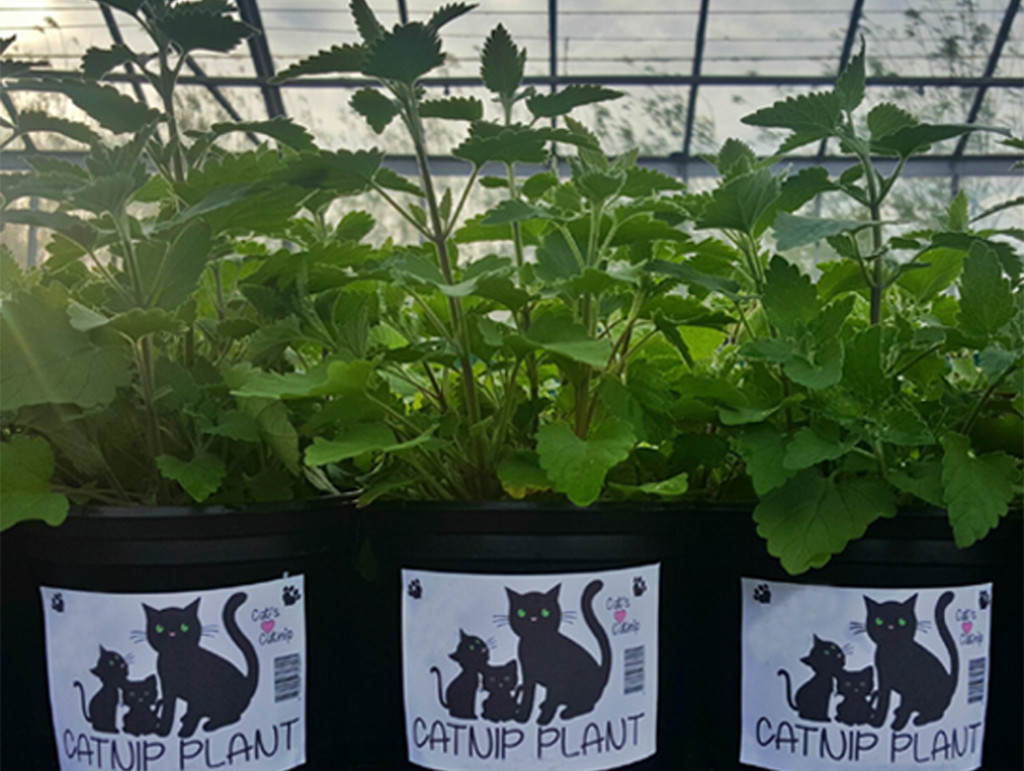 Just what is cat nip – and do all cats like it?